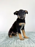 Zeus, a male Australian Cattle Dog and German Shepherd Dog for sale in Indianapolis, IN – 3 of 5