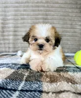 Shock, a female Mal Shi for sale in Indianapolis, IN – 5 of 5