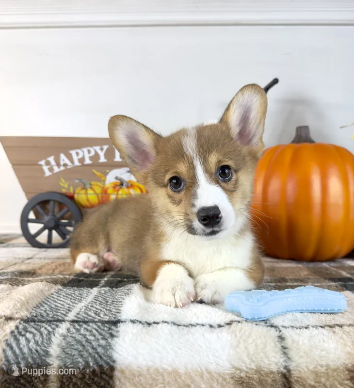 CKC Rio – Pembroke Welsh Corgi puppy for sale in Indianapolis, IN
