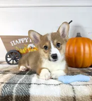 CKC Rio, a male Pembroke Welsh Corgi for sale in Indianapolis, IN – 1 of 5