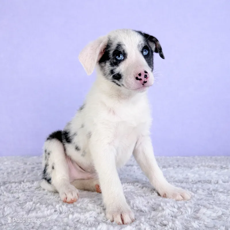 Ace – Australian Cattle Dog, Australian Shepherd puppy for sale in Indianapolis, IN
