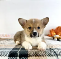 CKC Hobie, a male Pembroke Welsh Corgi for sale in Indianapolis, IN – 4 of 5