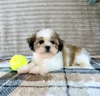 Sally, a female Mal Shi for sale in Indianapolis, IN – 3 of 5