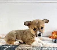 CKC MJ, a female Pembroke Welsh Corgi for sale in Indianapolis, IN – 5 of 5
