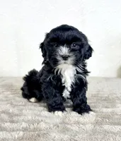 Spade, a male Shihpoo for sale in Indianapolis, IN – 2 of 5