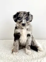 Cookie, a female Aussiedoodle for sale in Indianapolis, IN – 5 of 5