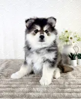 Frost, a male Pomsky for sale in Indianapolis, IN – 5 of 5