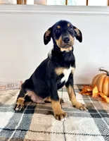 Prince, a male Doberman Pinscher for sale in Indianapolis, IN – 5 of 5