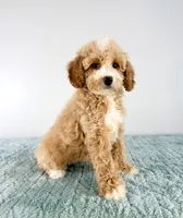 Coconut, a female Cavapoo for sale in Indianapolis, IN – 5 of 5