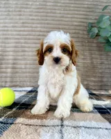 Pearl, a female Cavapoo for sale in Indianapolis, IN – 4 of 5