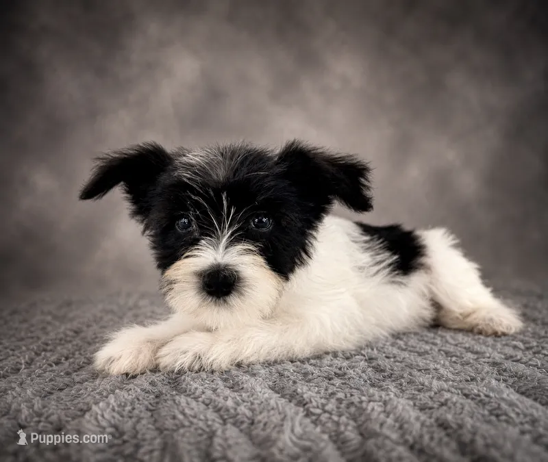 AKC Susie – Miniature Schnauzer puppy for sale in Indianapolis, IN