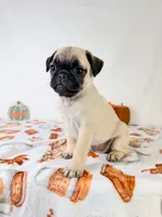 Paisley, a female Pug for sale in Indianapolis, IN – 2 of 6