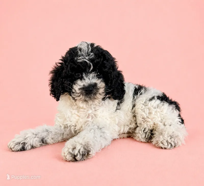 Cookie – Cavapoo puppy for sale in Indianapolis, IN