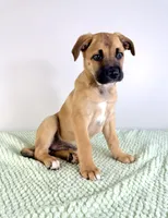 Diesel, a male Border Collie and Cane Corso for sale in Indianapolis, IN – 3 of 6