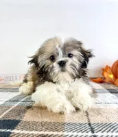 AKC Bentley, a male Shih Tzu for sale in Indianapolis, IN – 3 of 5