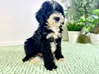 Freddy, a male Miniature Bernedoodle for sale in Indianapolis, IN – 3 of 7