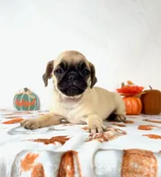 Petunia, a female Pug for sale in Indianapolis, IN – 2 of 7
