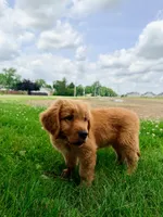 Buddy, a male Golden Retriever for sale in Indianapolis, IN – 5 of 5