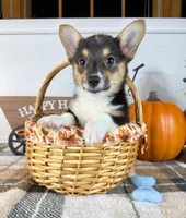 CKC Mae, a female Pembroke Welsh Corgi for sale in Indianapolis, IN – 5 of 5