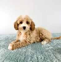 Coconut, a female Cavapoo for sale in Indianapolis, IN – 1 of 5