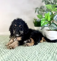 Dobby, a male Miniature Bernedoodle for sale in Indianapolis, IN – 7 of 7