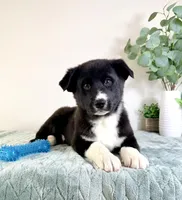 Bastian , a male German Shepherd Dog and Siberian Husky for sale in Indianapolis, IN – Photo 3 of 5