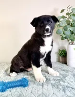 Bastian , a male German Shepherd Dog and Siberian Husky for sale in Indianapolis, IN – Photo 2 of 5