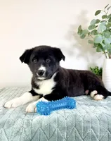 Bastian , a male German Shepherd Dog and Siberian Husky for sale in Indianapolis, IN – Photo 4 of 5