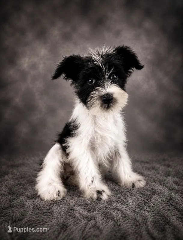 AKC Stella – Miniature Schnauzer puppy for sale in Indianapolis, IN