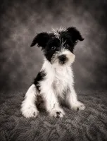 AKC Stella, a female Miniature Schnauzer for sale in Indianapolis, IN – 1 of 5