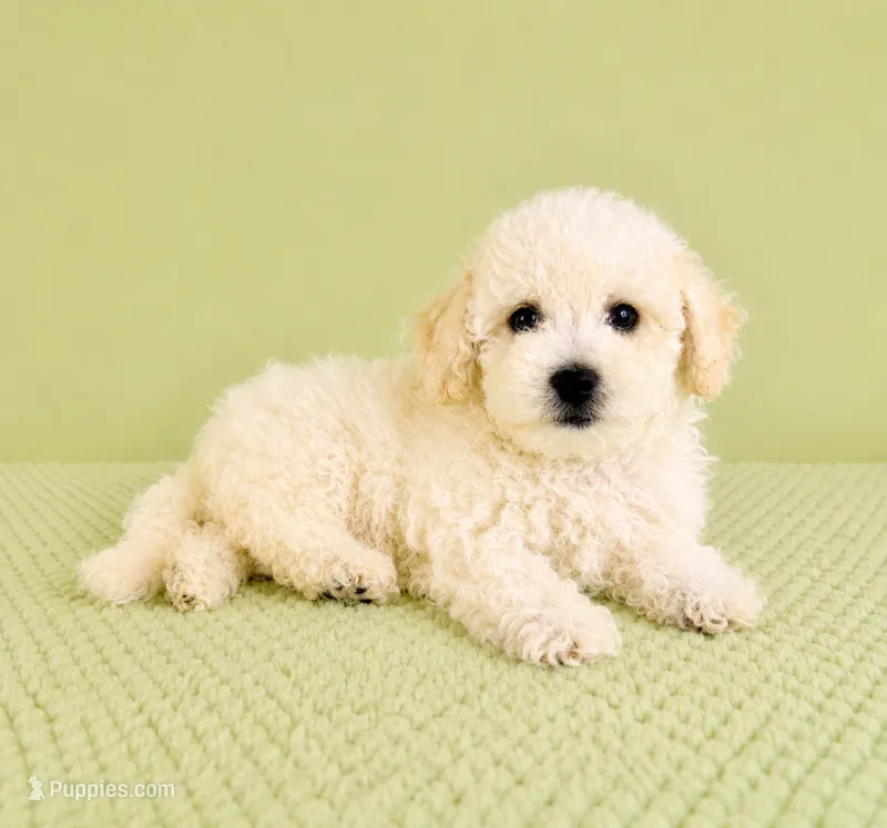 Bo  – Bichon Frise puppy for sale in Indianapolis, IN