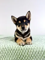 Mushu , a male Shiba Inu for sale in Indianapolis, IN – 6 of 7