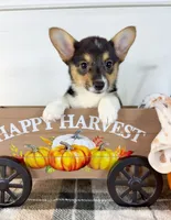 CKC Mae, a female Pembroke Welsh Corgi for sale in Indianapolis, IN – 4 of 5