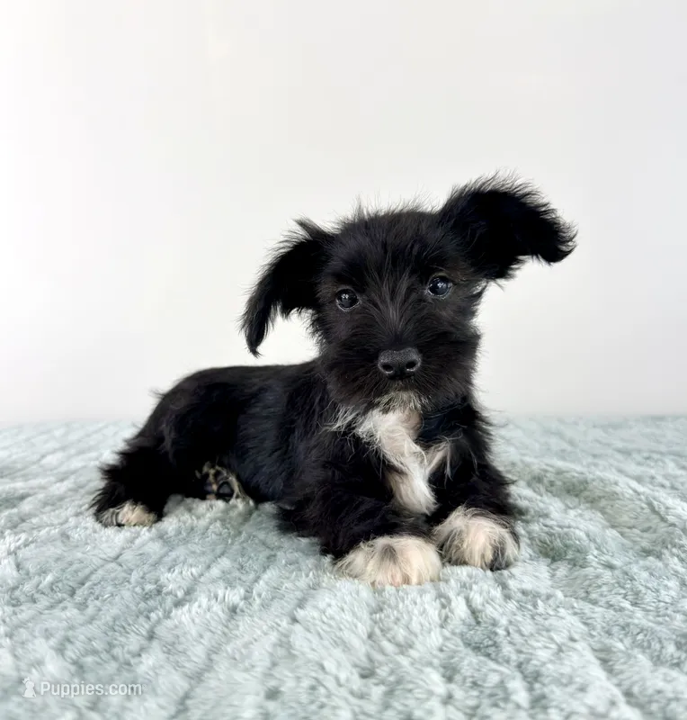 AKC Sophie – Miniature Schnauzer puppy for sale in Indianapolis, IN