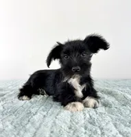 AKC Sophie, a female Miniature Schnauzer for sale in Indianapolis, IN – 1 of 5