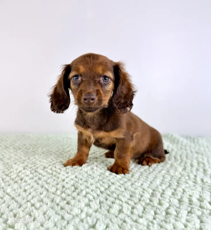 AKC Daisy – Miniature Dachshund puppy for sale in Indianapolis, IN
