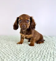 AKC Daisy, a female Miniature Dachshund for sale in Indianapolis, IN – 1 of 4