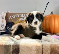 Pumpkin, a female Border Collie for sale in Indianapolis, IN – 1 of 5