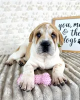 Gloria, a female Chinese Shar-Pei for sale in Indianapolis, IN – Photo 3 of 5