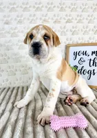 Gloria, a female Chinese Shar-Pei for sale in Indianapolis, IN – Photo 1 of 5