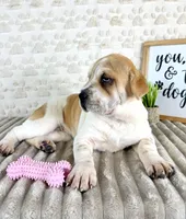 Gloria, a female Chinese Shar-Pei for sale in Indianapolis, IN – Photo 2 of 5