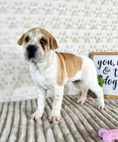 Gloria, a female Chinese Shar-Pei for sale in Indianapolis, IN – Photo 5 of 5
