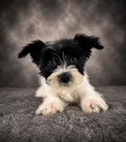 AKC Susie, a female Miniature Schnauzer for sale in Indianapolis, IN – 3 of 4