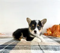 CKC Miles, a male Pembroke Welsh Corgi for sale in Indianapolis, IN – 2 of 5