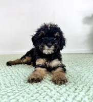 Sabrina, a female Miniature Bernedoodle for sale in Indianapolis, IN – 3 of 5
