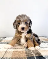 Agnes, a female Miniature Bernedoodle for sale in Indianapolis, IN – 5 of 5