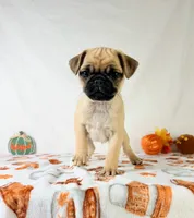 Frank, a male Pug for sale in Indianapolis, IN – 5 of 5