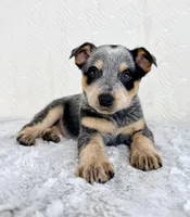 Bailey, a female Australian Cattle Dog for sale in Indianapolis, IN – Photo 4 of 7