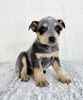 Bailey, a female Australian Cattle Dog for sale in Indianapolis, IN – Photo 3 of 7