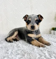 Bailey, a female Australian Cattle Dog for sale in Indianapolis, IN – Photo 1 of 7